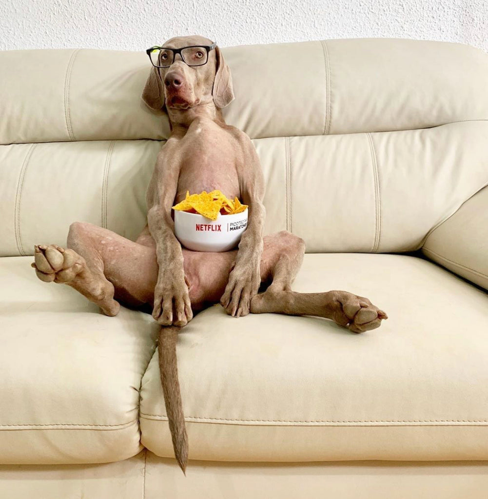 DOG WARES